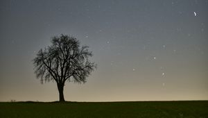Превью обои дерево, звездное небо, вечер