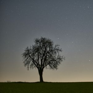 Превью обои дерево, звездное небо, вечер