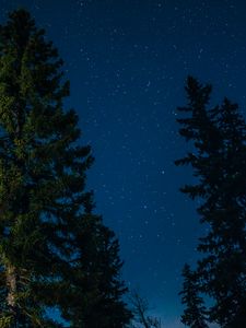 Превью обои дерево, звездное небо, звезды