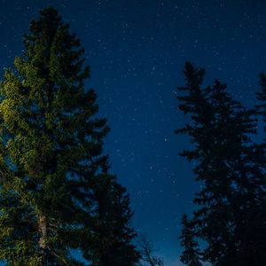 Превью обои дерево, звездное небо, звезды