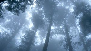 Превью обои деревья, лес, туман, кроны