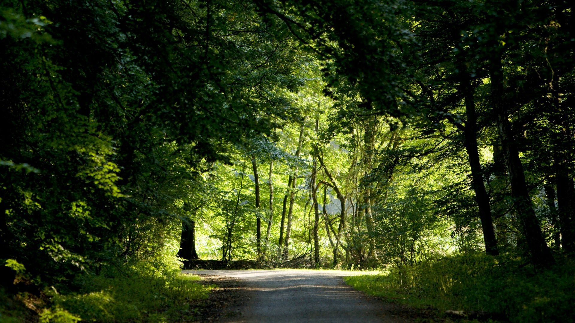 1920x1080 деревья, лес, зелень, лето, перекресток, дорога обои full hd, hdt...