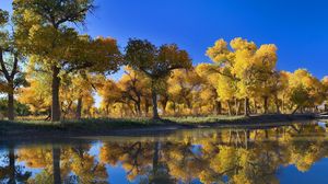 Превью обои деревья, осень, отражение