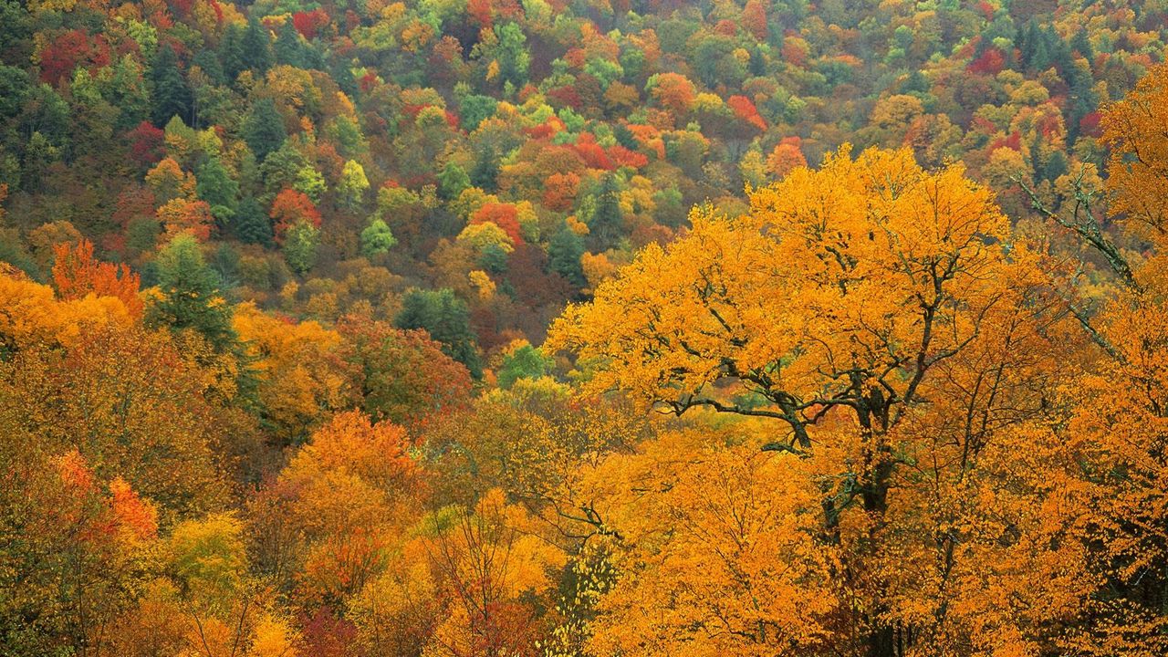 Осенний лес с высоты