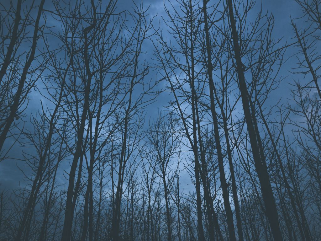 1024x768 Обои деревья, туман, небо