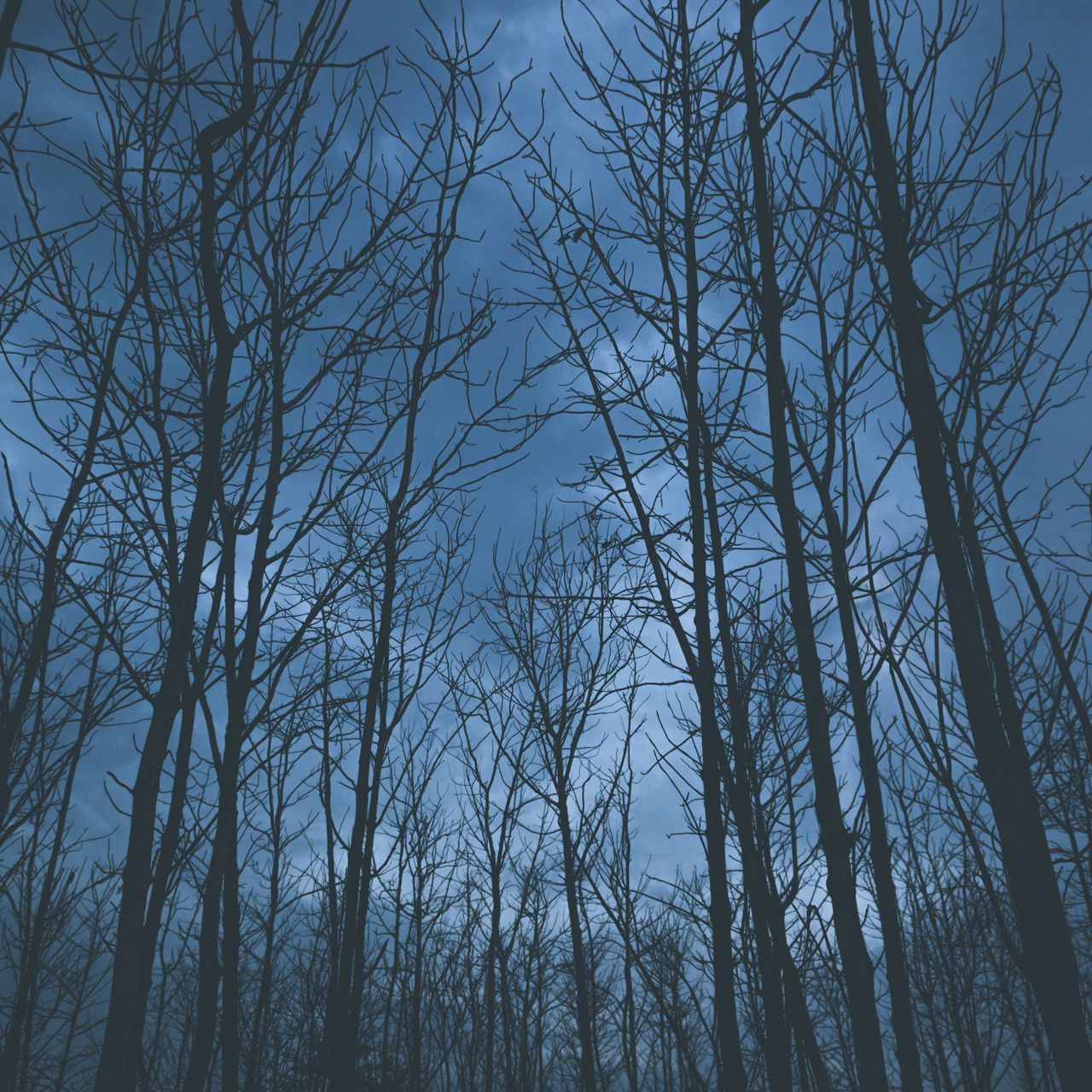1280x1280 Обои деревья, туман, небо
