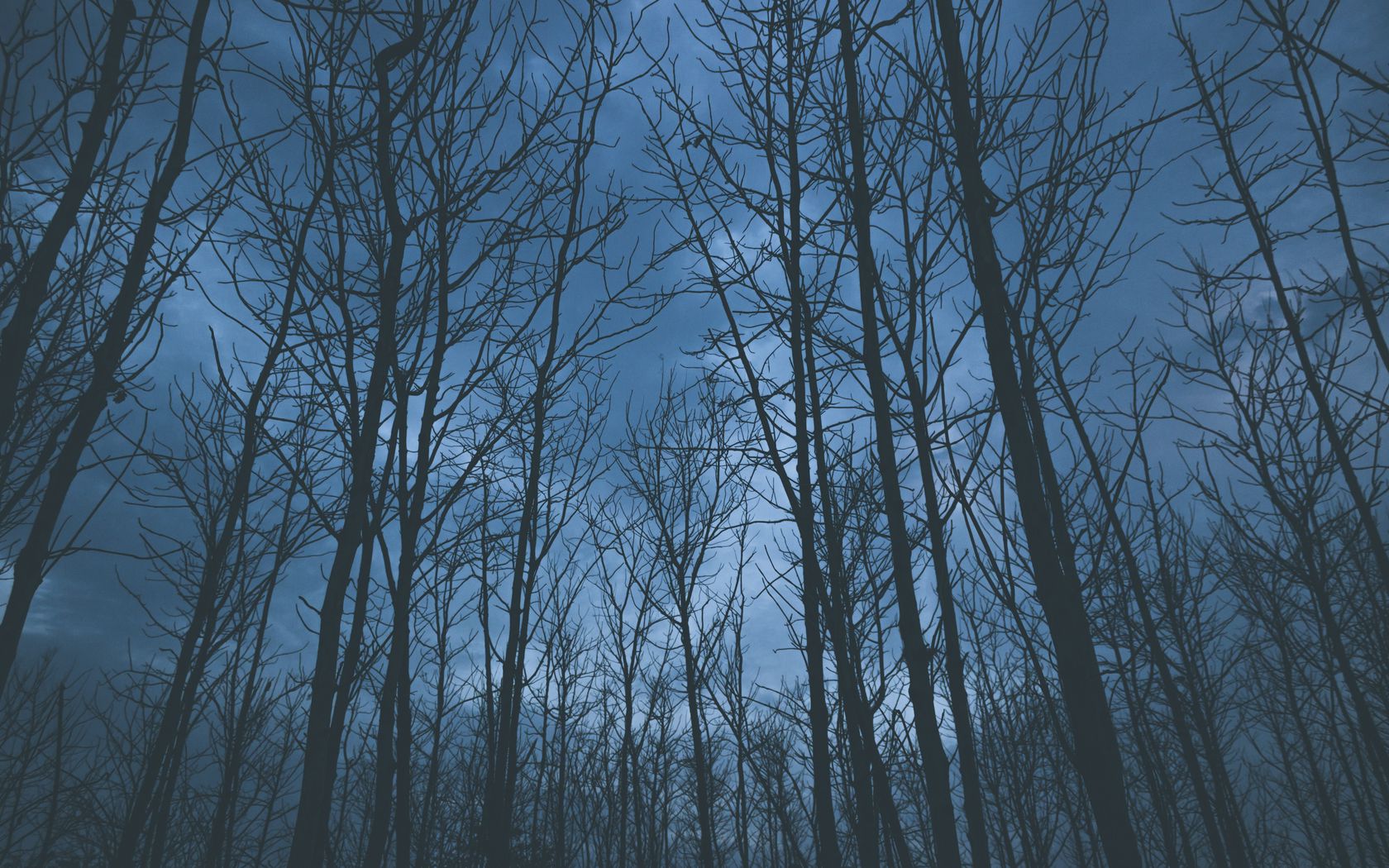 1680x1050 Обои деревья, туман, небо
