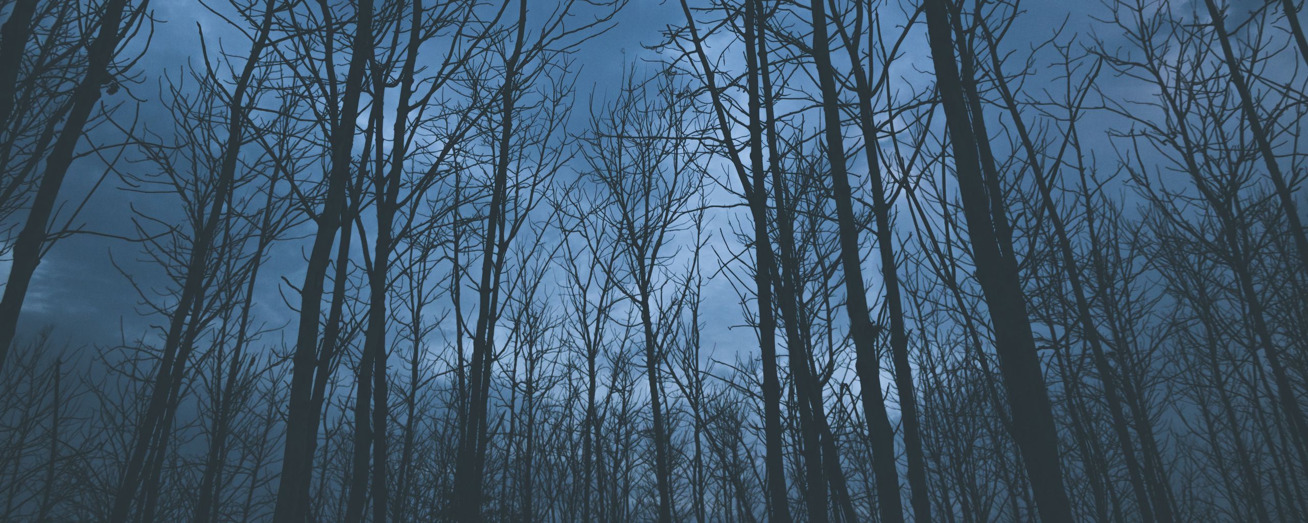 2560x1024 Обои деревья, туман, небо