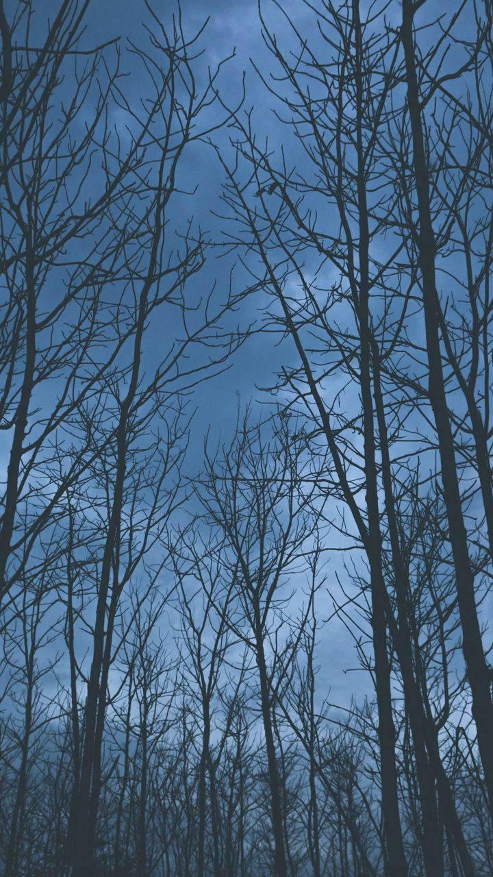 720x1280 Обои деревья, туман, небо
