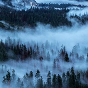 Превью обои деревья, туман, пелена