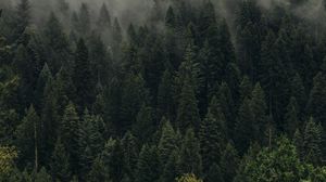 Превью обои деревья, зеленый, туман, лес, пелена, вид сверху