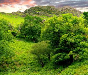 Превью обои деревья, зеленый, ярко, трава, лето, горы, рельеф, низина, ландшафт, небо