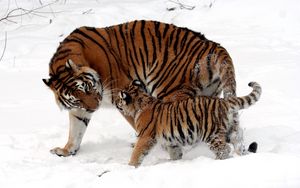 Превью обои детеныш, тигр, тигренок, снег, играть