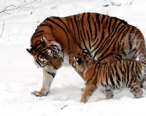 Превью обои детеныш, тигр, тигренок, снег, играть