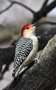 Превью обои дятел, птица, ветка, дерево, блюр