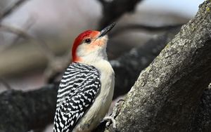 Превью обои дятел, птица, ветка, дерево, блюр