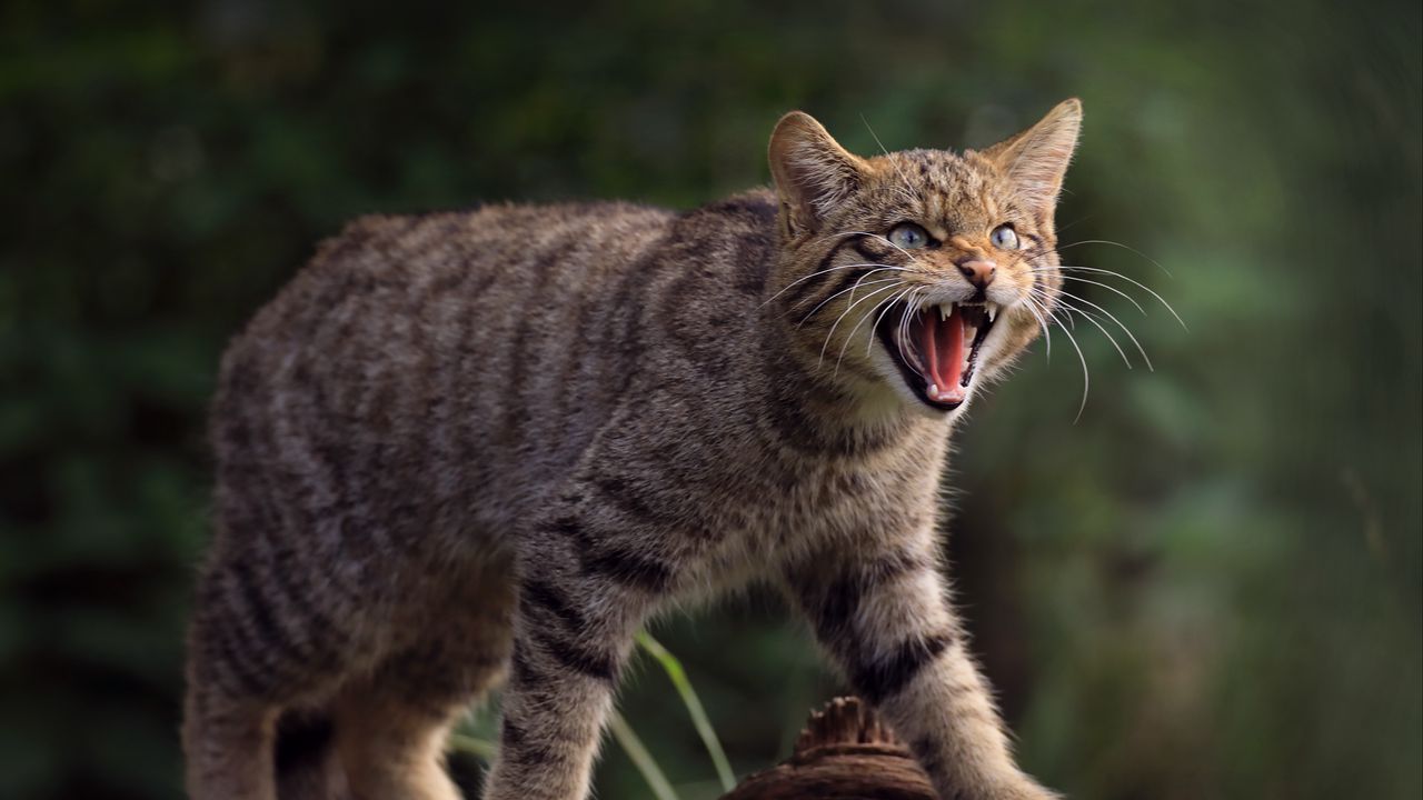 Обои дикая кошка, кошка, клыки, дикая природа