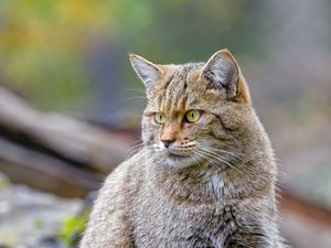 Превью обои дикая кошка, кошка, коричневый, животное