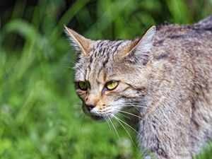 Превью обои дикая кошка, кошка, взгляд, трава