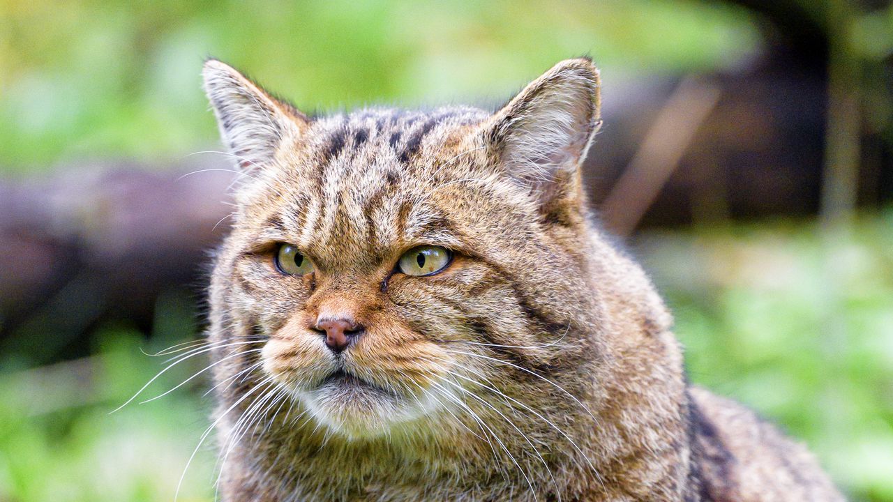 Обои дикая кошка, кошка, взгляд, животное, коричневый