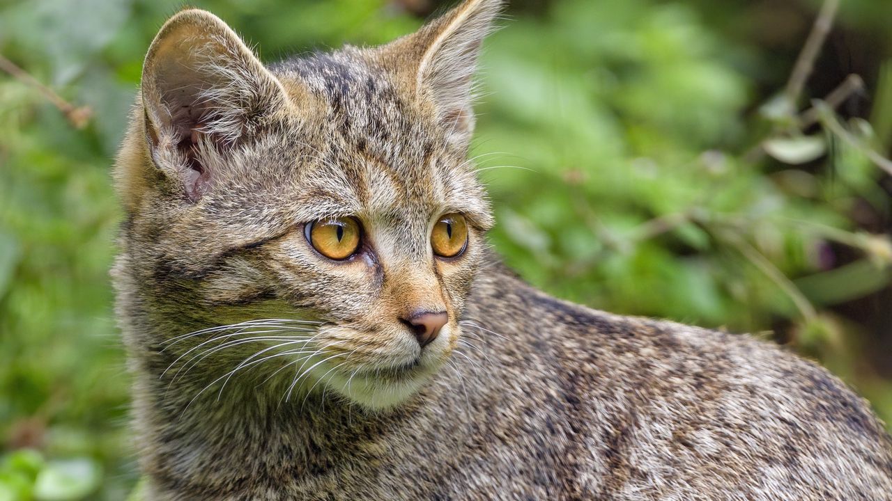 Обои дикая кошка, кошка, взгляд, животное, дикая природа