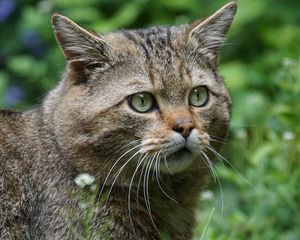 Превью обои дикая кошка, лесная кошка, морда, взгляд