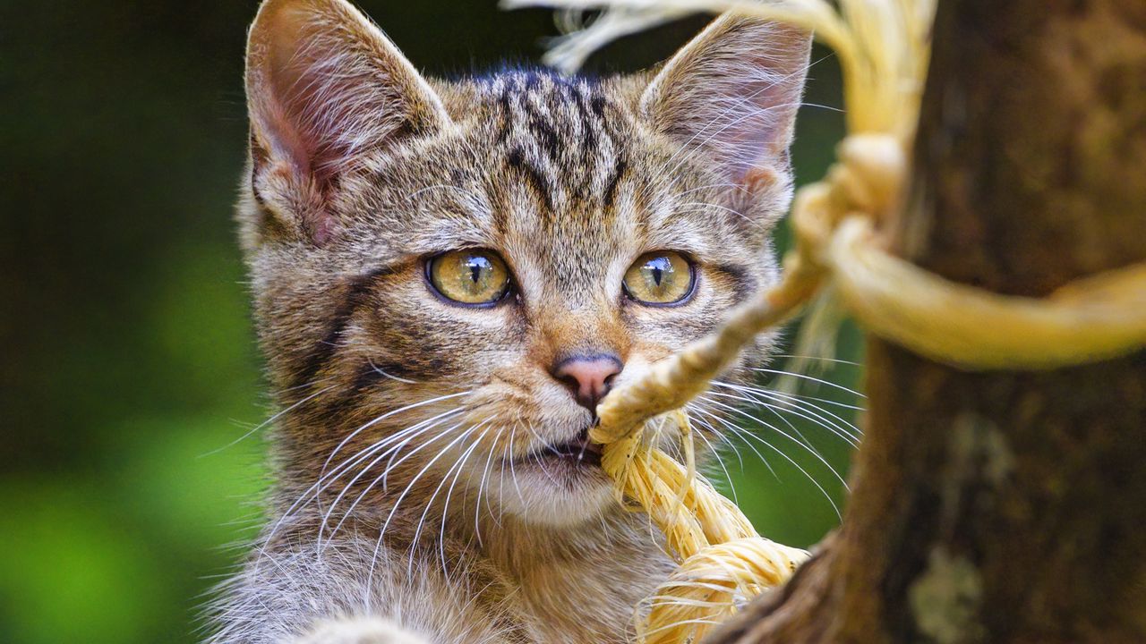Обои дикая кошка, животное, игра, милый