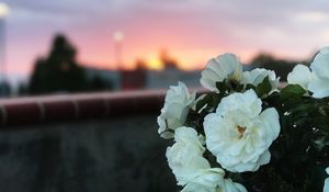 Превью обои дикая роза, куст, белый