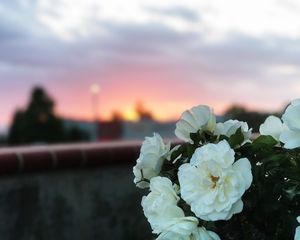 Превью обои дикая роза, куст, белый