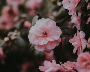 Превью обои дикая роза, розовый, куст, лепестки