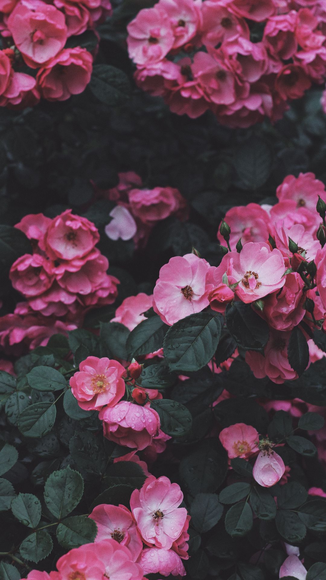 1080x1920 Обои дикая роза, розовый, куст, цветение