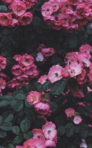 Превью обои дикая роза, розовый, куст, цветение