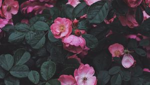 Превью обои дикая роза, розовый, куст, цветение