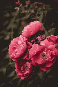 Превью обои дикая роза, цветок, цветение, розовый, куст