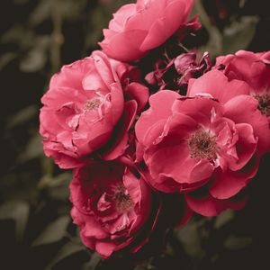 Превью обои дикая роза, цветок, цветение, розовый, куст