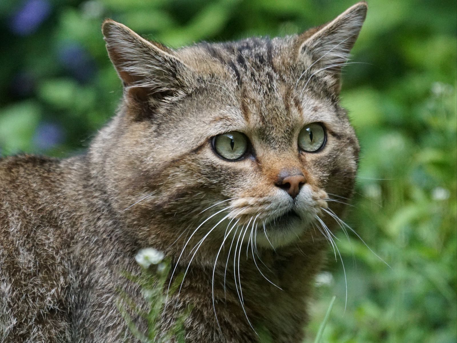 Дикая лесная кошка