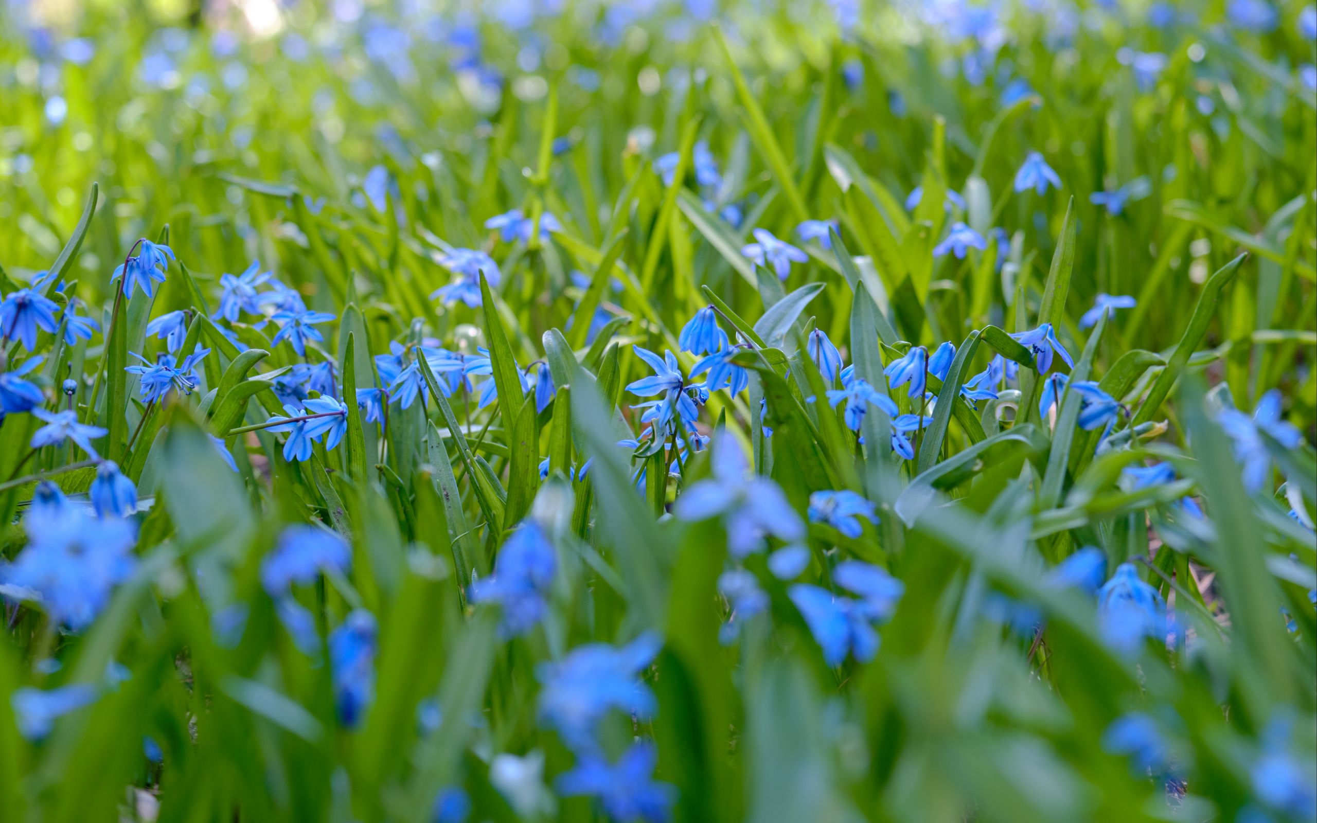 Цветы голубые с зеленью. Голубые цветочки на полях что за растение. Голубые цветы фото картинки. Трава с голубыми цветами 6