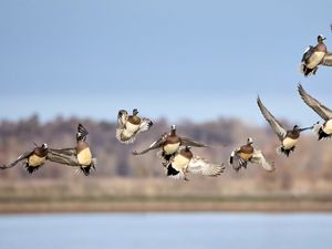 Превью обои дикие утки, птицы, полет, дикая природа