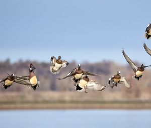 Превью обои дикие утки, птицы, полет, дикая природа