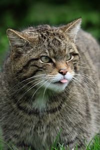 Превью обои дикий кот, кот, дикая природа, трава