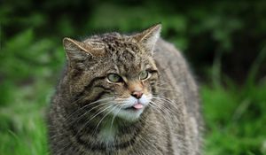 Превью обои дикий кот, кот, дикая природа, трава