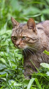 Превью обои дикий кот, трава, животное, дикая природа, зелень