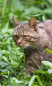 Превью обои дикий кот, трава, животное, дикая природа, зелень