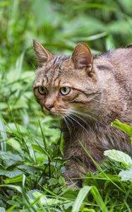 Превью обои дикий кот, трава, животное, дикая природа, зелень