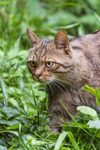 Превью обои дикий кот, трава, животное, дикая природа, зелень