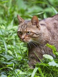 Превью обои дикий кот, трава, животное, дикая природа, зелень