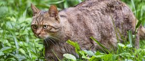 Превью обои дикий кот, трава, животное, дикая природа, зелень