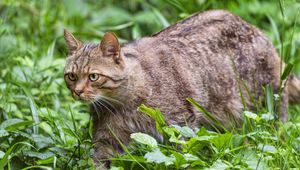 Превью обои дикий кот, трава, животное, дикая природа, зелень