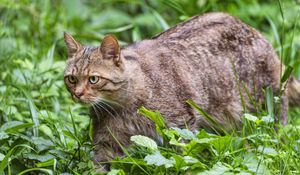 Превью обои дикий кот, трава, животное, дикая природа, зелень