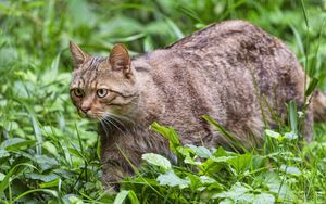 Превью обои дикий кот, трава, животное, дикая природа, зелень